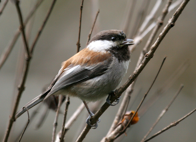 chickadee_chestnut_070225b