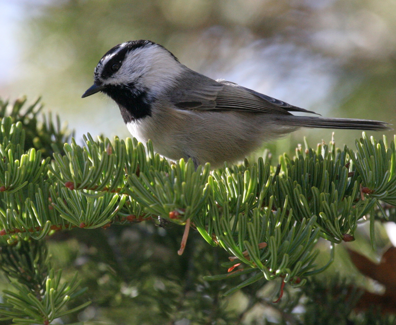 chickadee_mountain_061119a