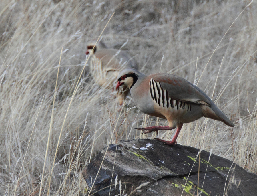 chukar_120220