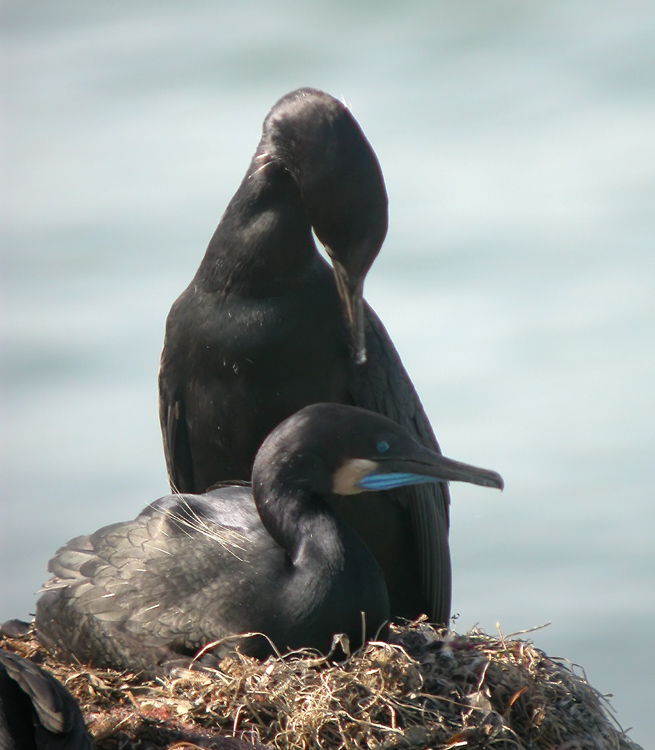 cormorant_brandt_050104