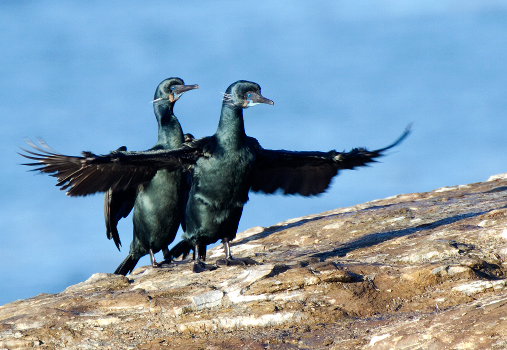 cormorant_brandts_110220b