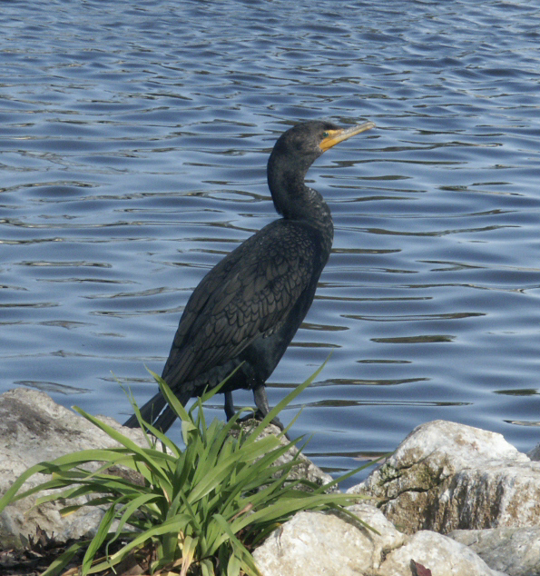 cormorant_double_crest0006