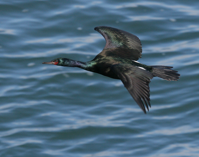 cormorant_pelagic_080203