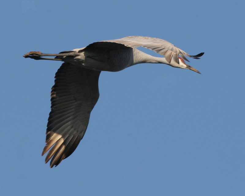 crane_sandhill_f_070101a