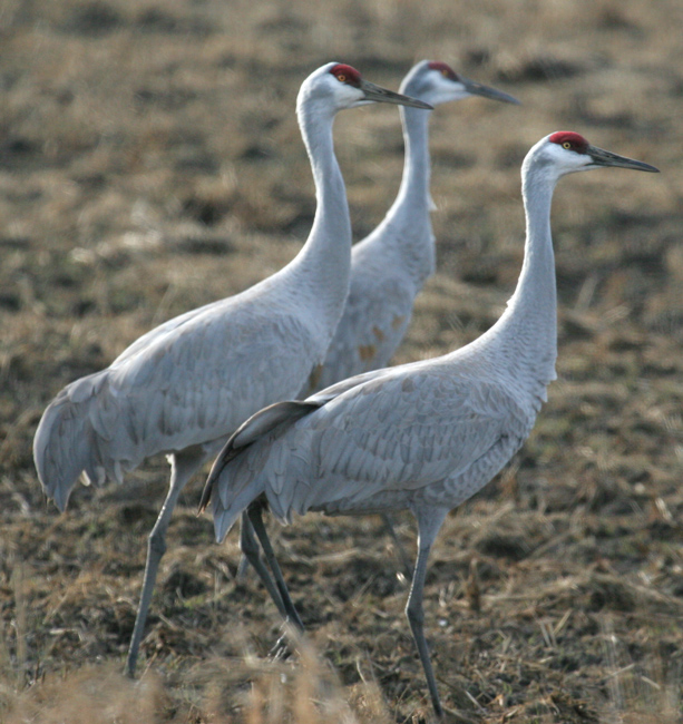 cranes_sandhill_070101a