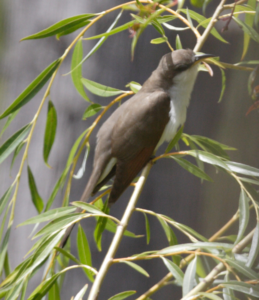 cuckoo_yellow_billed_20033