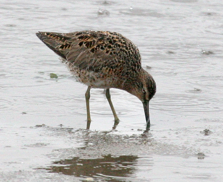 dowitcher_short_billed0271