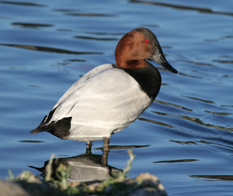 duck_canvasback_06015