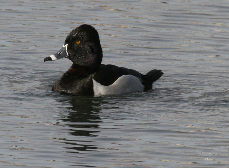 duck_ring_neck_060326