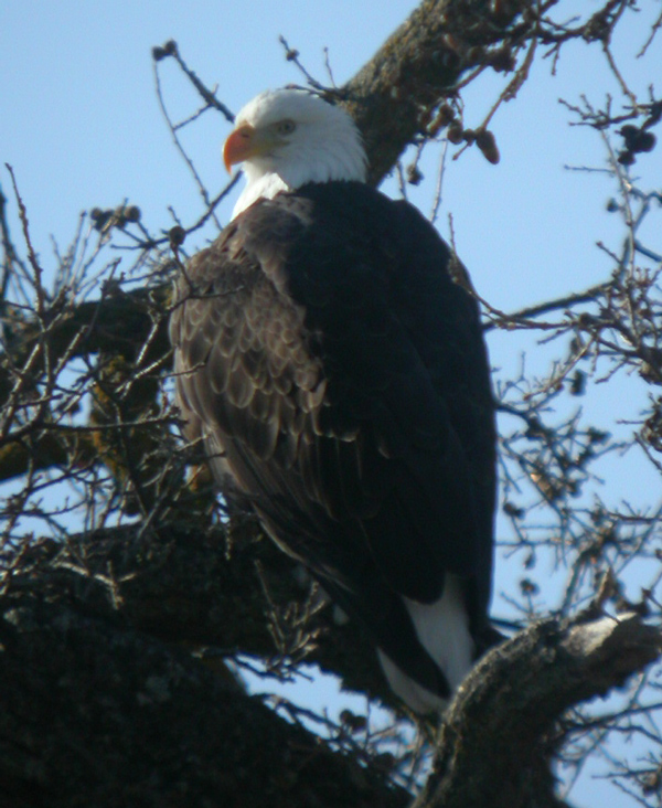 eagle_bald_050205a