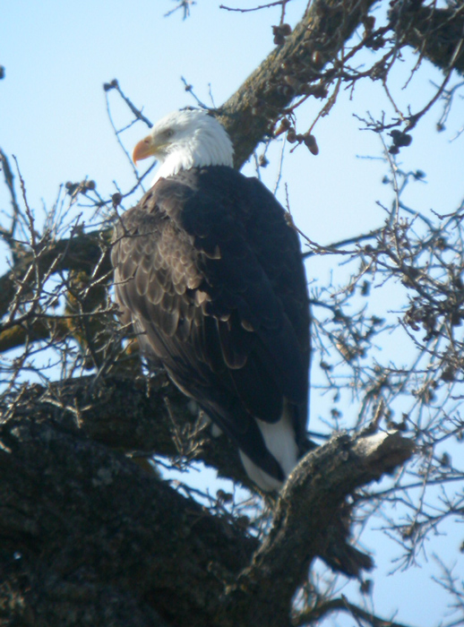 eagle_bald_050505b