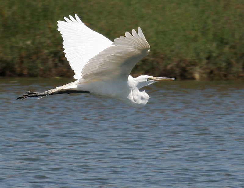 egret_great_white_060723