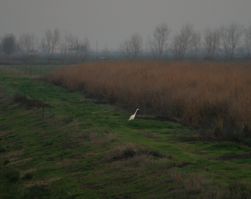 egret_schene_051230