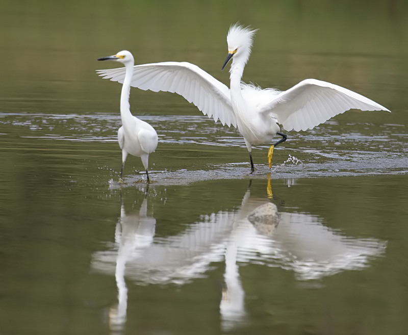 egret_snowy_060729