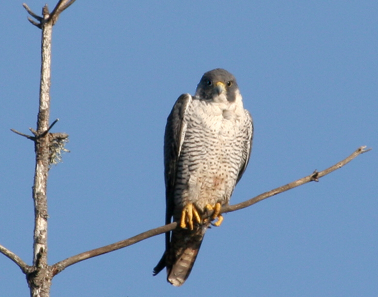 falcon_peregrine_071223