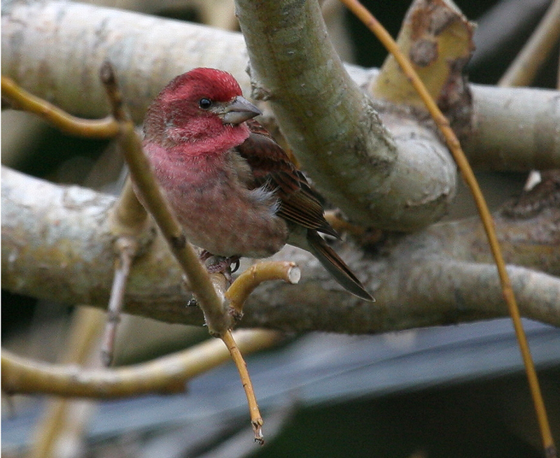 finch_purple_061225