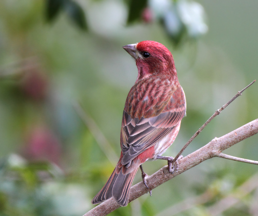 finch_purple_120226a