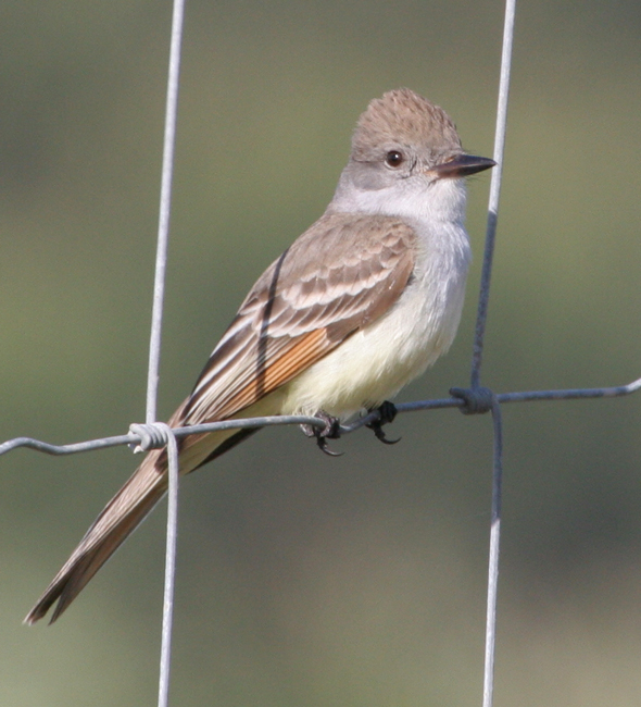 flycatcher_ash_thr_090516b