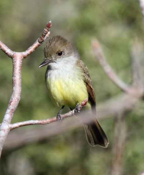 flycatcher_dusky-cappe0085