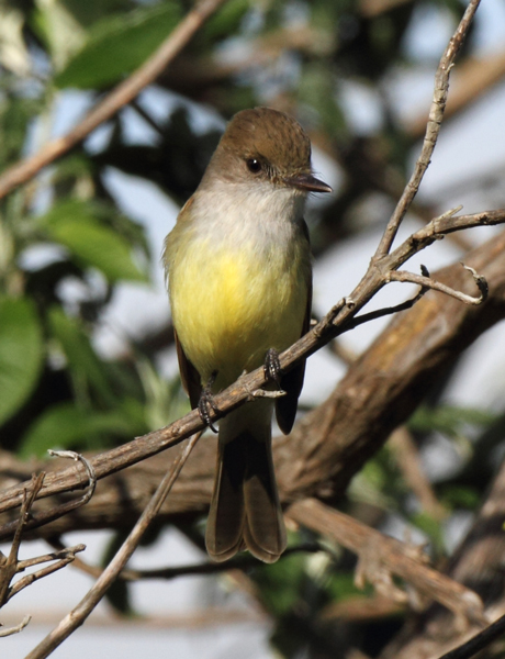 flycatcher_dusky-cappe0086