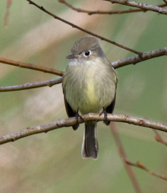 flycatcher_hammonds_110090