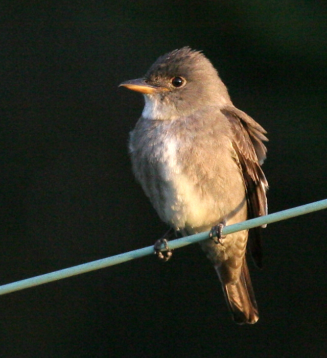 flycatcher_olive_sided0094