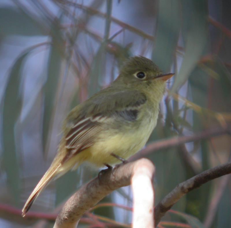 flycatcher_pacific_slo0095