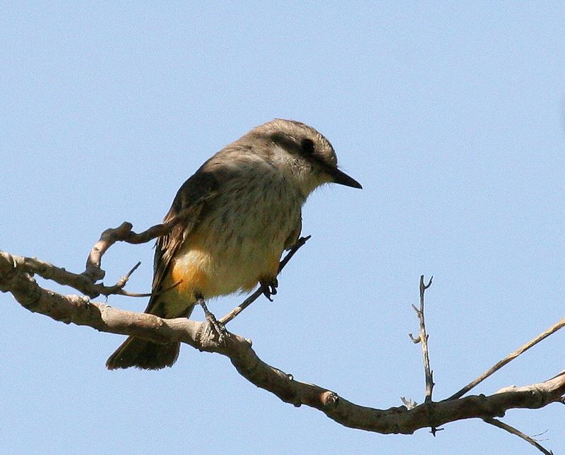 flycatcher_vermilion_f0096