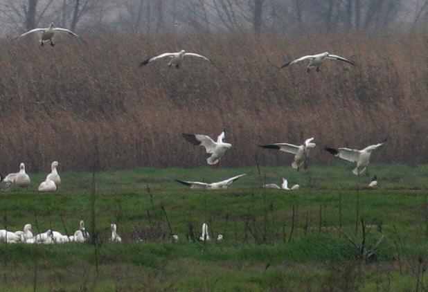 geese_snow_051229b