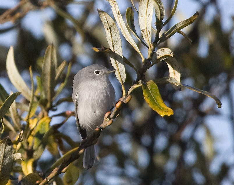 gnatcatcher_blue_gray_0116