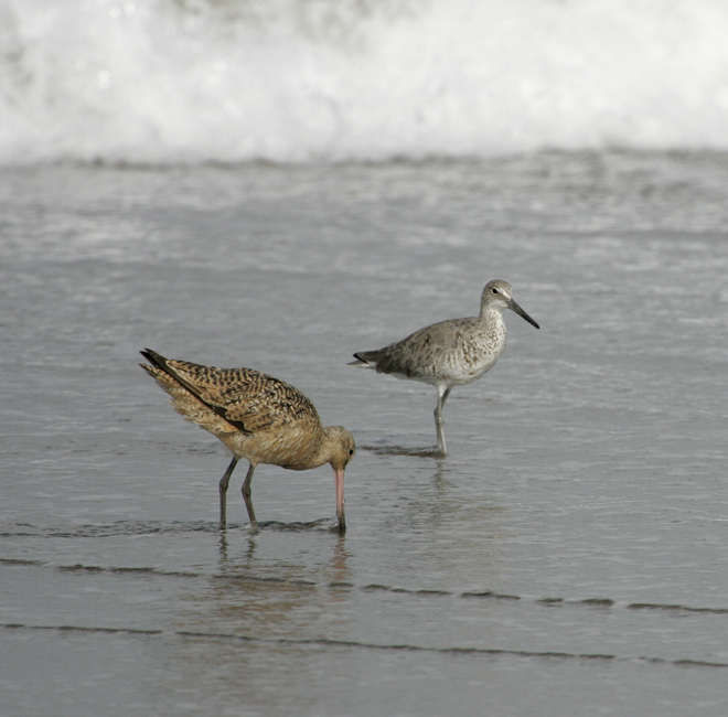 godwit_with_willet_070812