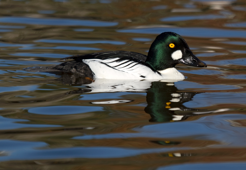 goldeneye_common_110117