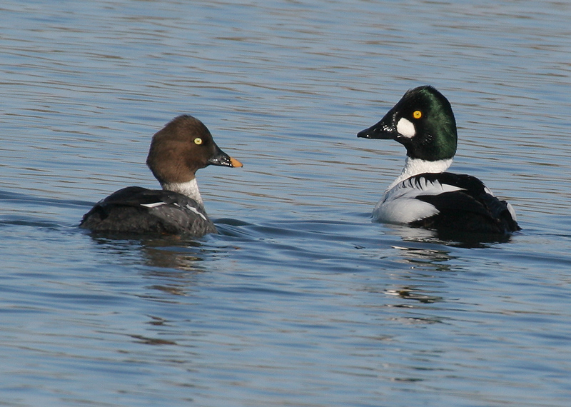 goldeneye_common_pair_0058