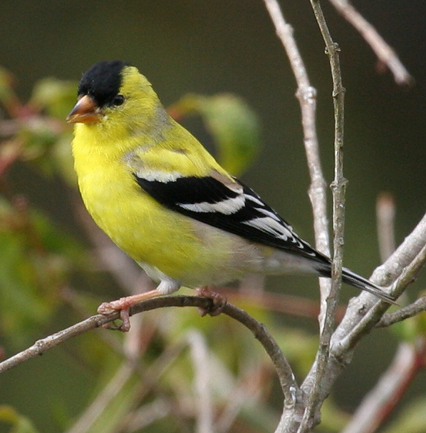 goldfinch_american_070401a