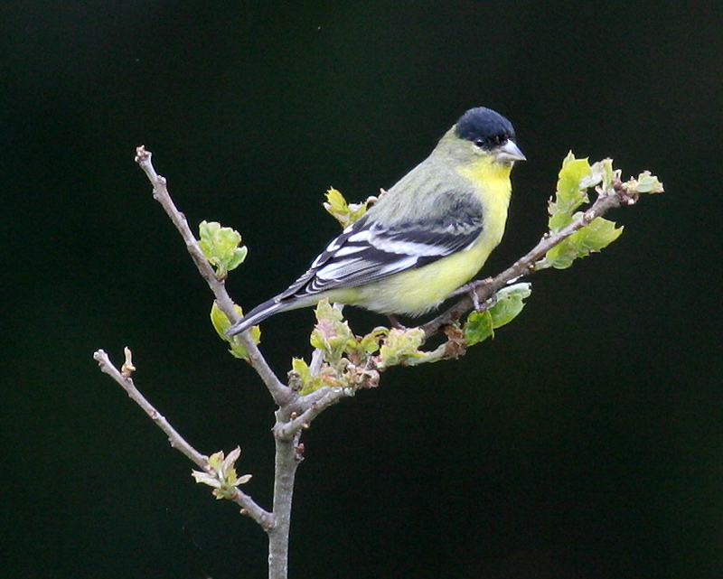 goldfinch_lesser_080329