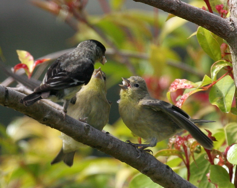 goldfinch_lesser_feedi0334