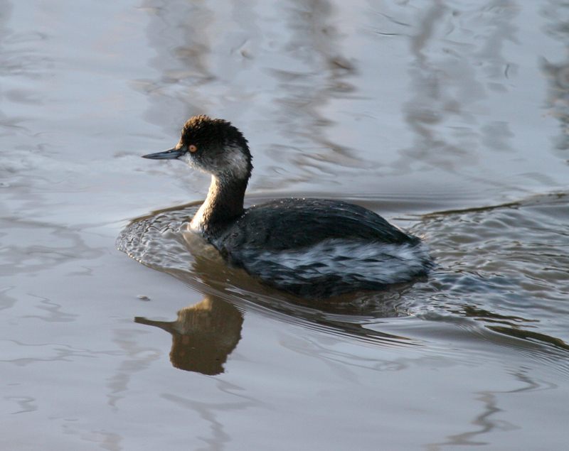 grebe_eared_060115