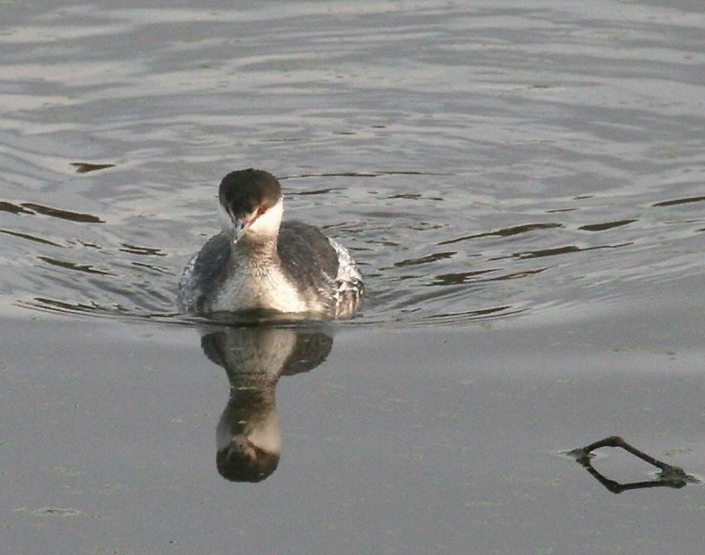 grebe_horned_061210