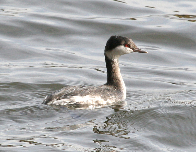 grebe_horned_061215