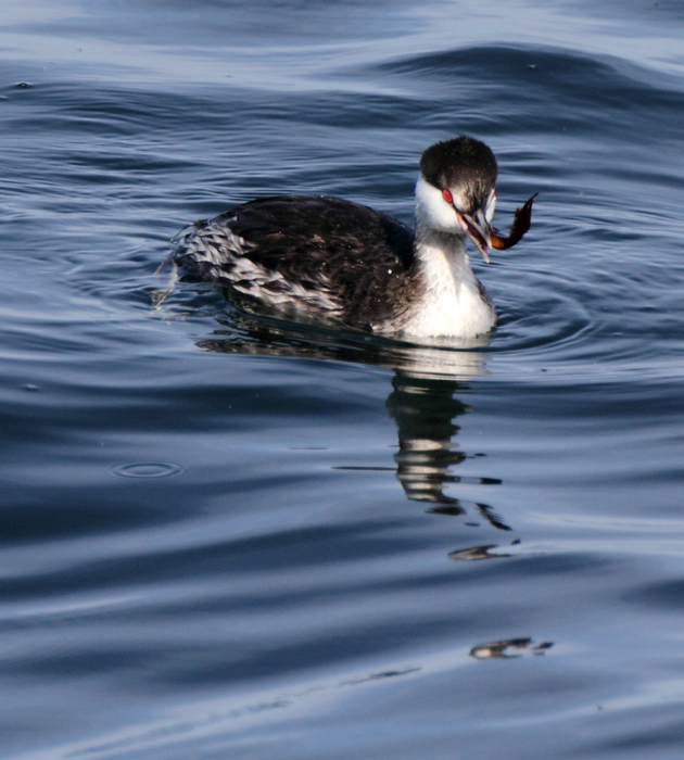 grebe_horned_120114a