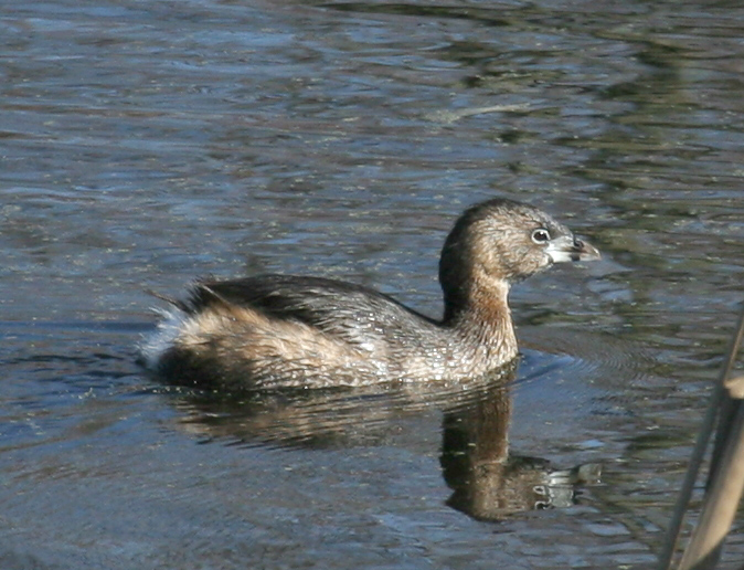 grebe_pied_billed_060123