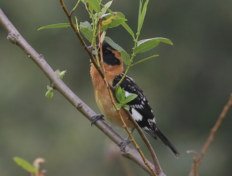 grosbeak_black_headed_0337