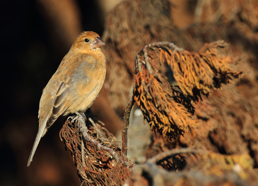 grosbeak_blue_110916c