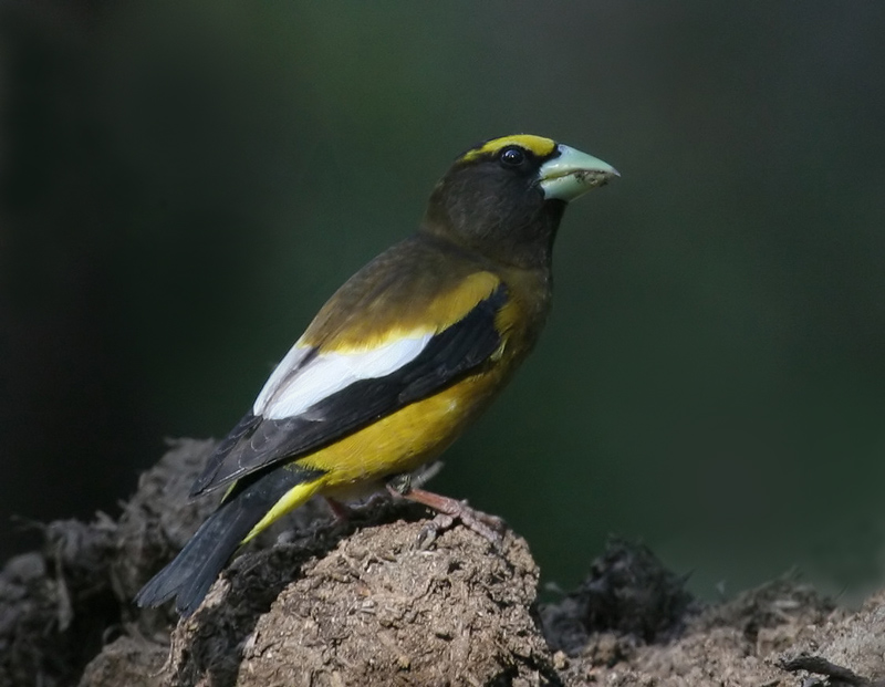 grosbeak_evening_080620