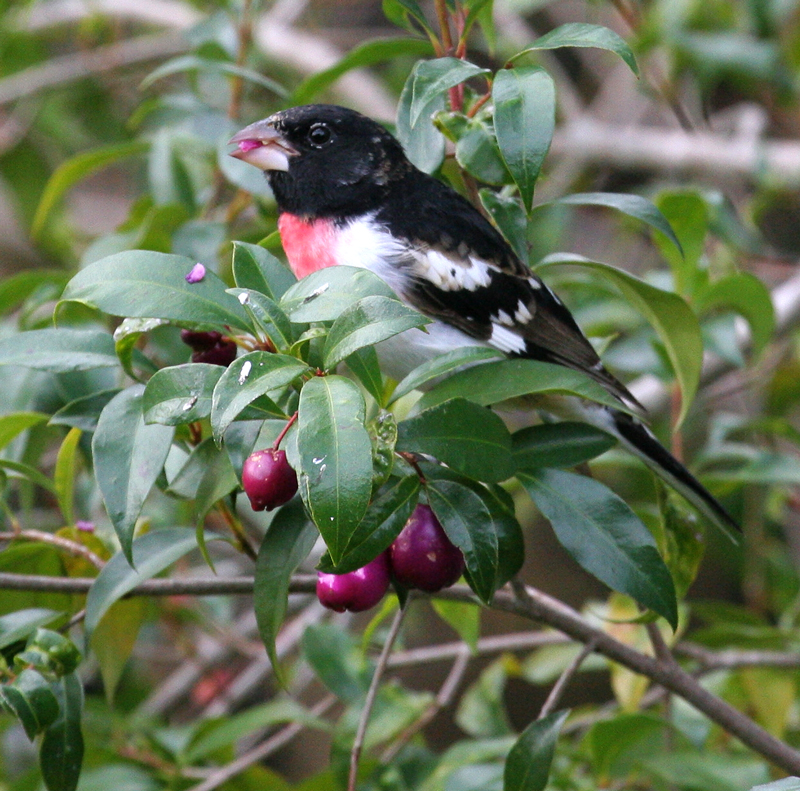 grosbeak_rose_breasted0341