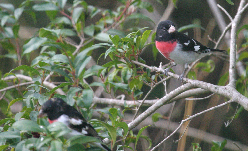 grosbeak_rose_breasted0342