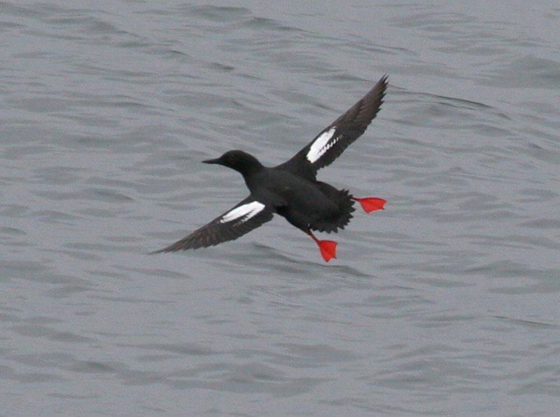 guillemot_pigeon_060429