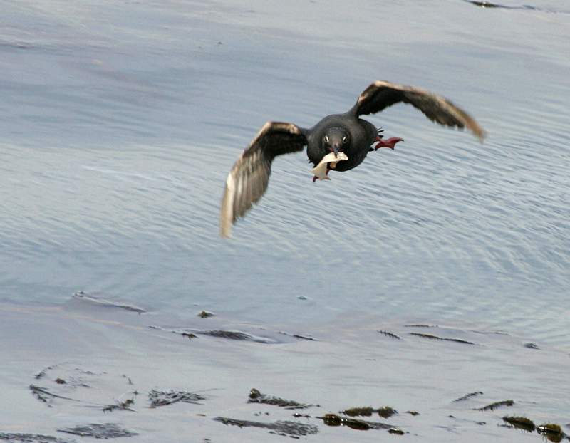 guillemot_pigeon_070811