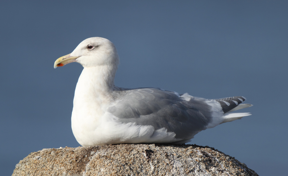 gull_glaucous_winged_10132