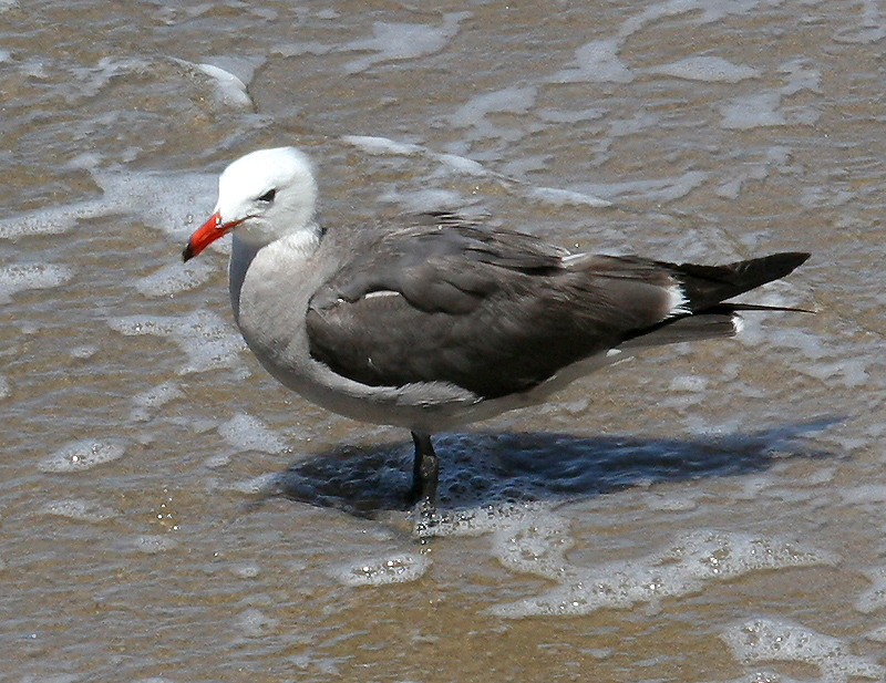 gull_heermanns_060708